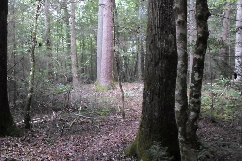 Lail Cemetery