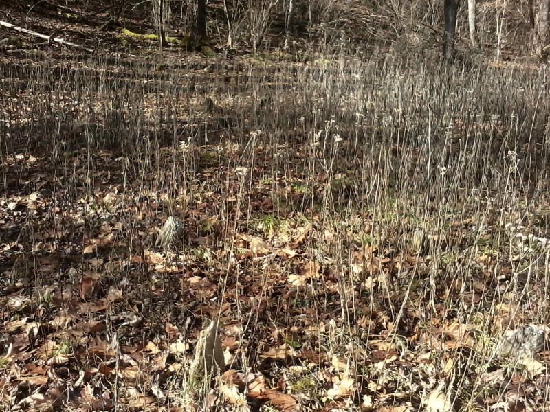 Enloe Cemetery